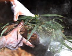 Australian Aboriginal Ceremony, man hand with green eucalyptus branches and smoke, start a fire for a ritual rite at a community event in Adelaide, South Australia